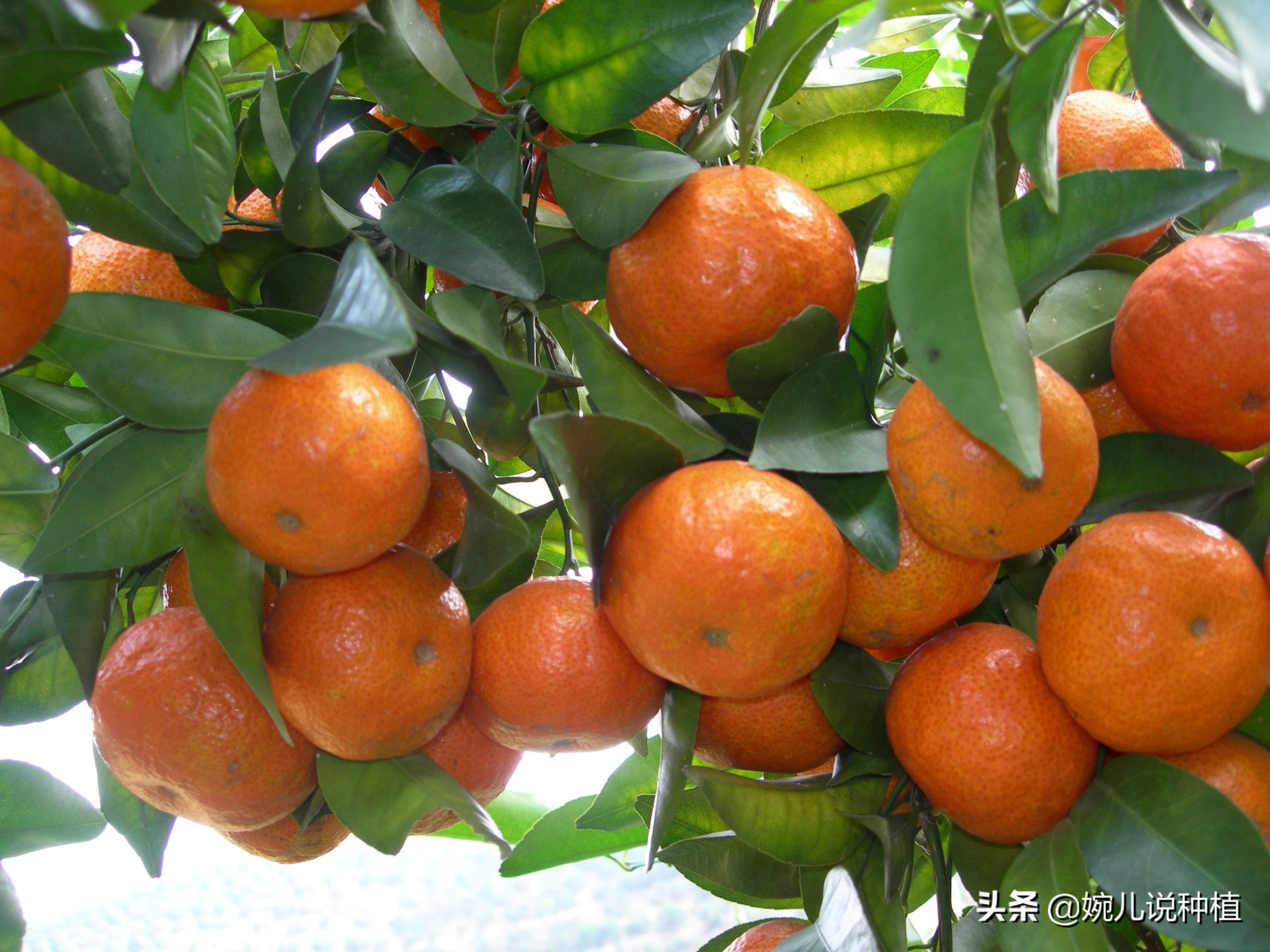 沙糖桔行情揭秘，小巷深处的甜蜜果实故事