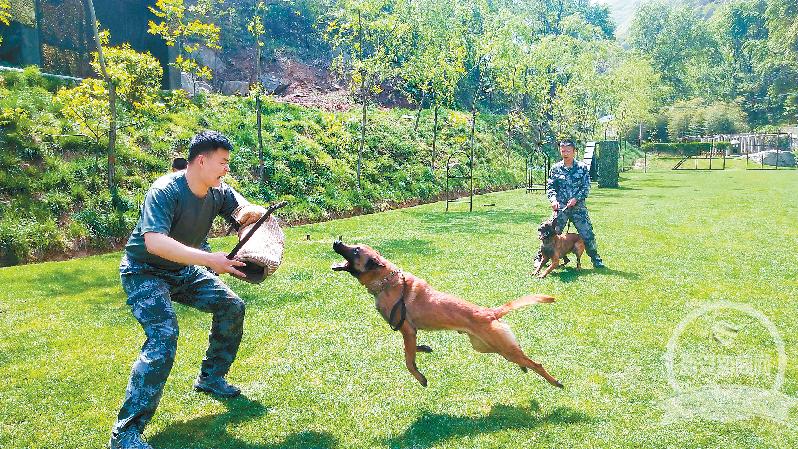 神犬奇兵比赛精彩瞬间与探索自然美景之旅