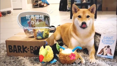 探索痴汉现象背后的故事，最新痴汉现象深度解析